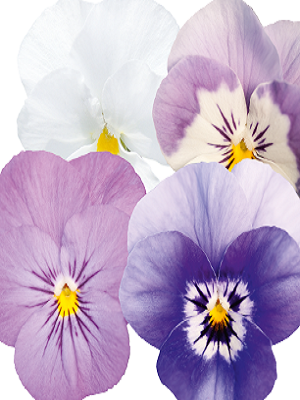 VIOLA Admire Spring Fling